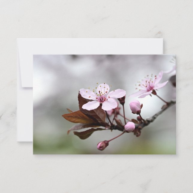 De Correspondance Cherry Blossom Carte pour notes (Devant)