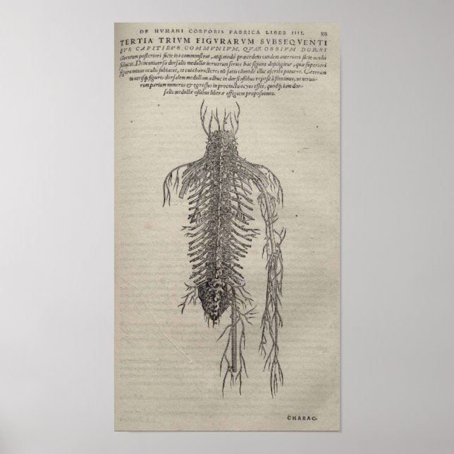 De Humani Corporis Poster (Vorne)