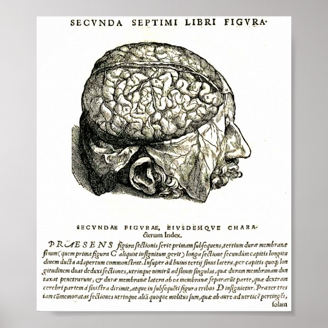 De Humani Corporis Poster (Vorne)