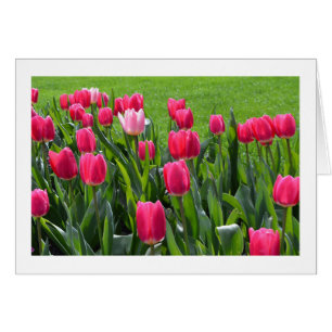 De jolies fleurs de tulipes roses printanières dan