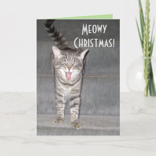 De la carte de Noël du chat