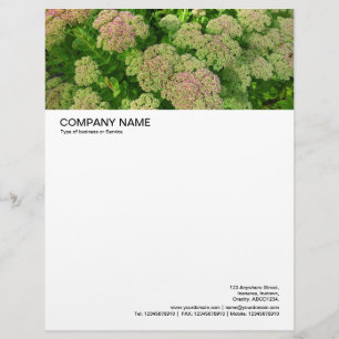 De Lettre Avec Motif En-tête grande image - Sedum Automne Joy