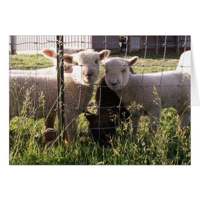 De l'herbe plus verte ? (Devant horizontal)