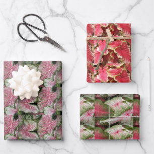 De Papier Cadeau Caladium coloré Feuille motif floral
