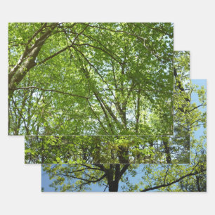 De Papier Cadeau Canopée du printemps Feuille Green Nature Scene