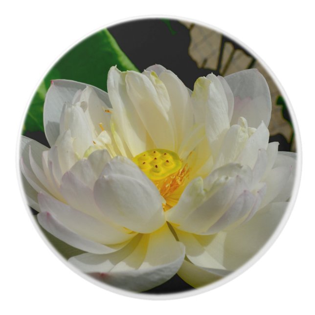 De Porte En Céramique Bouton Lily d'eau (Devant)