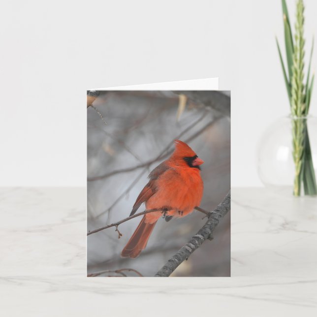 De Remerciements Cardinal oiseau blanc carte pour notes (Devant)