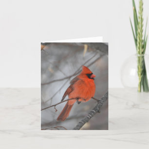 De Remerciements Cardinal oiseau blanc carte pour notes