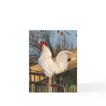 Carte blanche coq