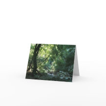 Carte blanche, Muir Woods