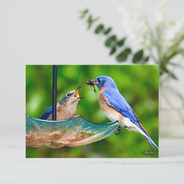De Remerciements Carte Bleu-oiseau (Debout devant)
