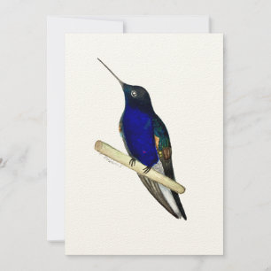 De Remerciements Carte Coronet Hummingbird