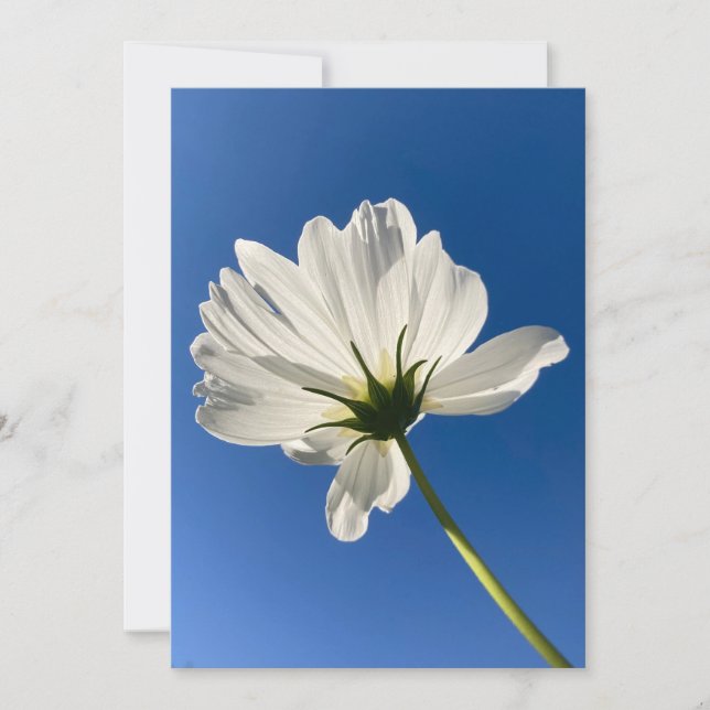 De Remerciements Carte Fleur Sauvage Blanche (Devant)