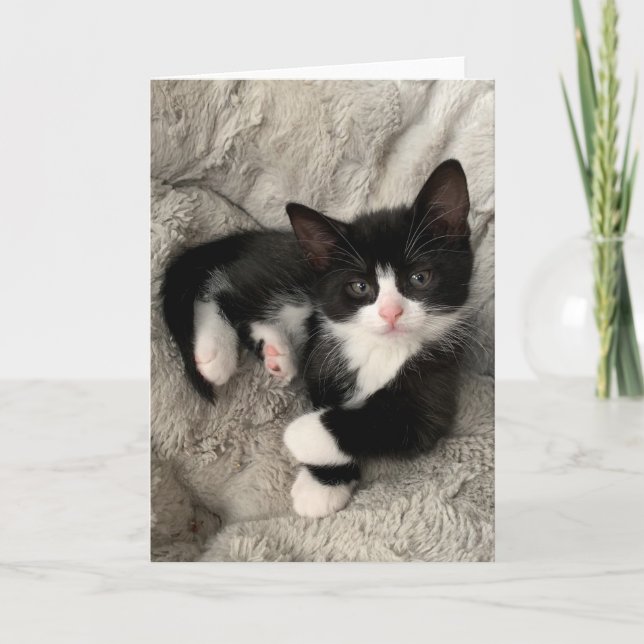 De Remerciements Carte pliée Happiness Kitten Blank (Devant)