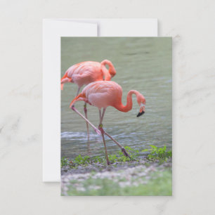 De Remerciements Carte pour notes Flamant rose rose