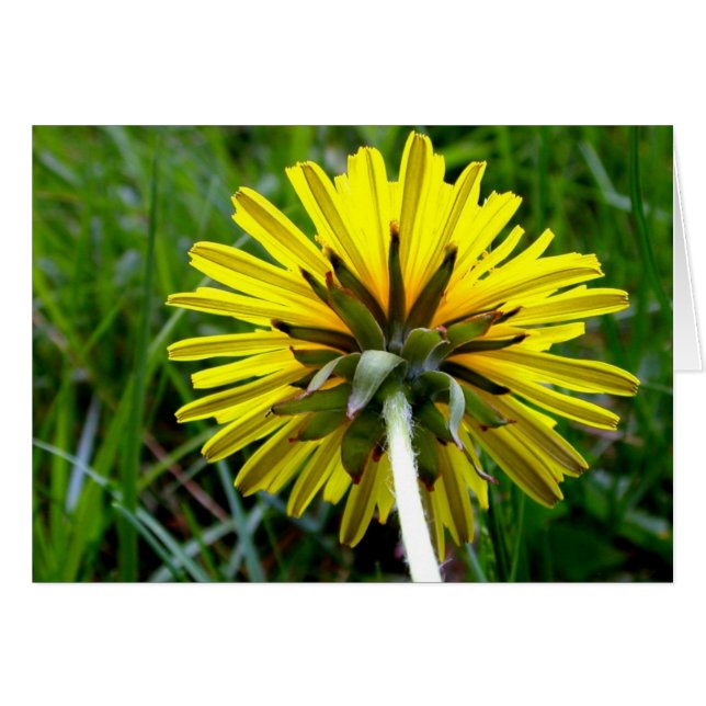 De retour du pissenlit (Devant horizontal)