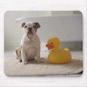 De Souris Chien sur le tapis avec le canard en plastique