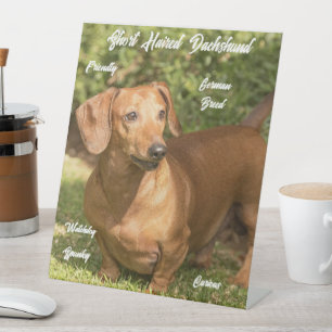 De Table Joli Dachshund roux à poil court Signe Pestastal
