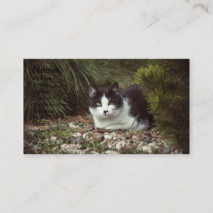 De Visite Chat Shorthair - Carte d'affaires