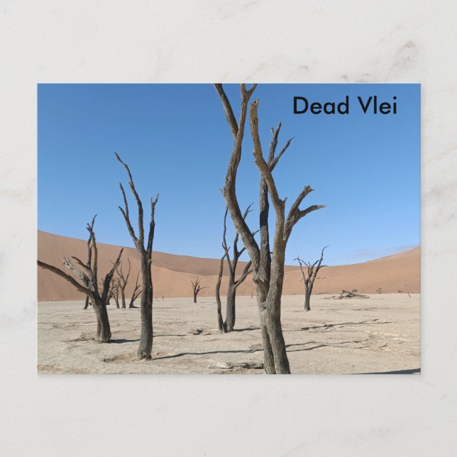 Dead Vlei, Namibia Postcard Postkarte (Vorderseite)