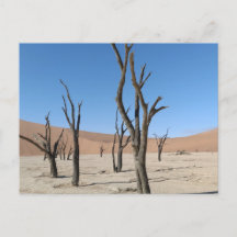 Dead Vlei, Namibia Postcard