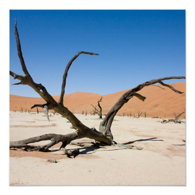 Dead Vlei, Namibia Poster (Vorderseite)