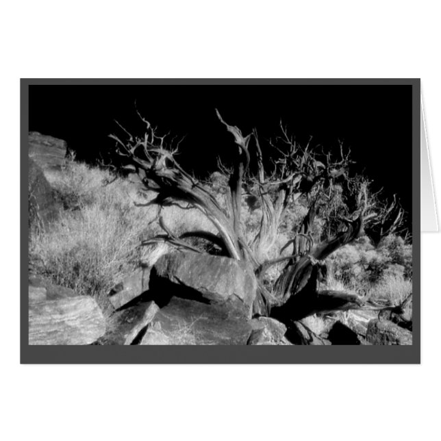 "Deadwood" (Vorderseite (Horizontal))