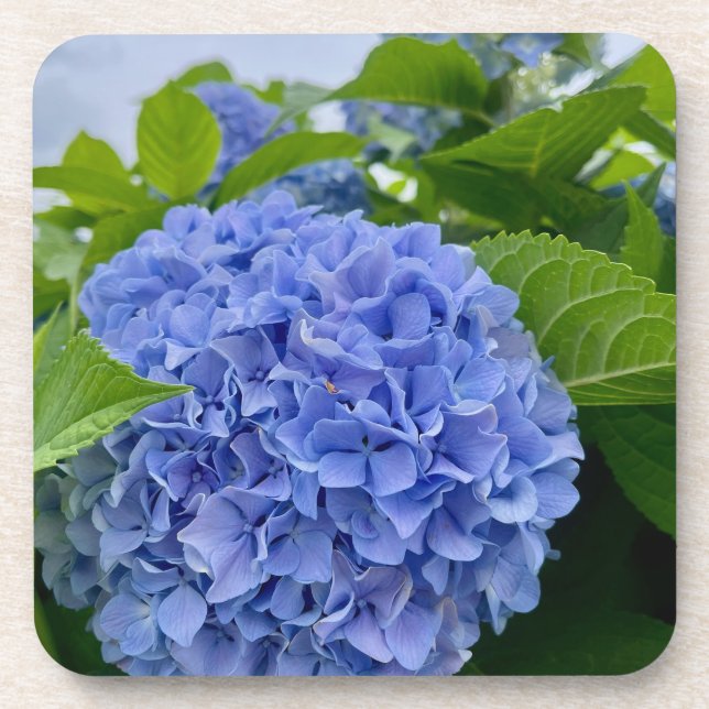 Deanna Day Hydrangea Untersetzer (Vorderseite)