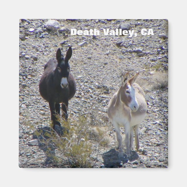 Death Valley Donkey Magnet! Magnet (Vorne)
