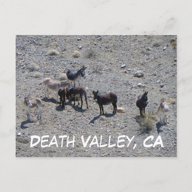 Death Valley Donkey Postcard! Postkarte (Vorderseite)