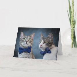 Debonair Cats in Bowties Ankündigung
