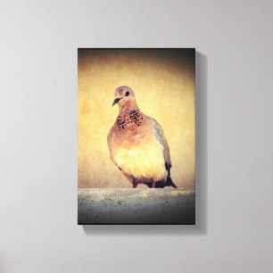 Debonair Dove Leinwanddruck