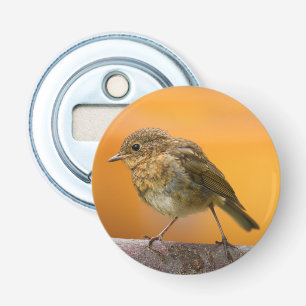 Décapsuleur Robin Bébé Sur Une Branche D'Arbre