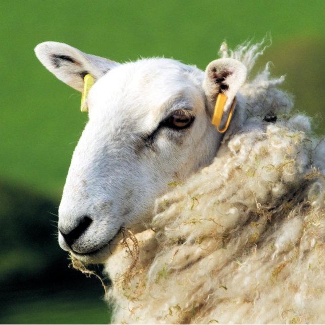 DÉCAPSULEUR SHEEP (A photographic design of a cute sheep.)