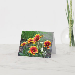 Decken-Daisy-Blumenfotografie