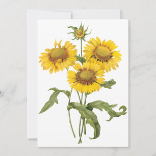 Deckenblumen-Sonnenblume von Redoute Einladung