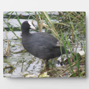 Deckmantel auf der Riverbank-Ebene Fotoplatte
