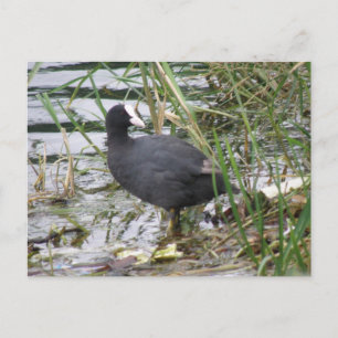 Deckmantel auf der Riverbank-Postkarte Postkarte