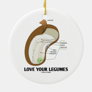 Décoration En Céramique Aimez vos légumineuses (haricot Dicotyledon)