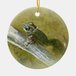 Décoration En Céramique American Bullfrog - Rana catesbeiana