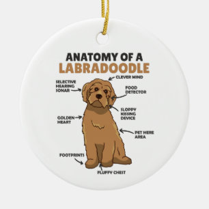 Décoration En Céramique Anatomie D'Un Labradoodle Cute Canine Chiot