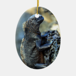 Décoration En Céramique Baby marine iguana Galapagos îles