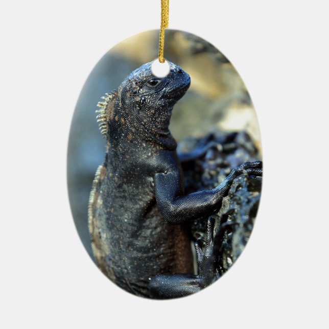 Décoration En Céramique Baby marine iguana Galapagos îles (Devant)