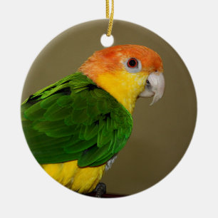 Décoration En Céramique Beautiful White Bellied Caique Parrot Posing