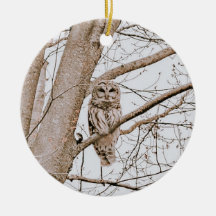 Belle Chouette rouge Audubon Noël