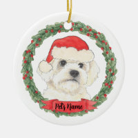 Bichon Maltese Maltipoo Havanais Bologne