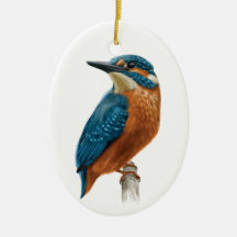 Bird Kingfisher
