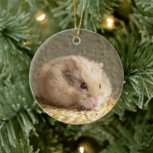 Décoration En Céramique Campbells Dwarf Hamster russe