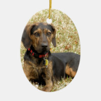 Chien de Plott