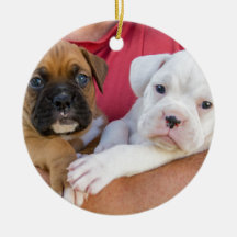Chiots de boxeur